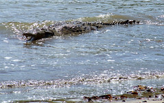 Crocodile, Coiba Island, Panama