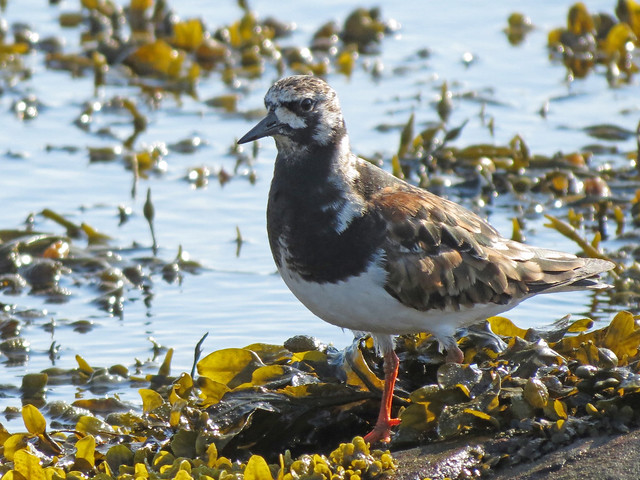 Turnstone, Firth of Clyde, Cardross, Scotland