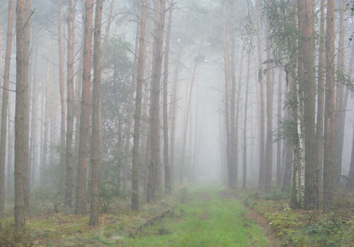 fog  Explore | by halina-anna