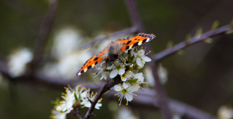 Tortoiseshell eating from a blackthorn flower