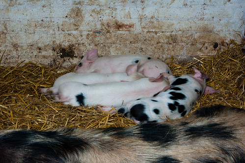 Growing piglets, Northycote Farm