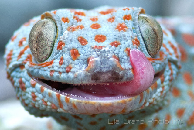 Awww... a fascinating creature with face that only a mother could love*^_^* ~ gekko gecko ~ tokay gecko from Bali