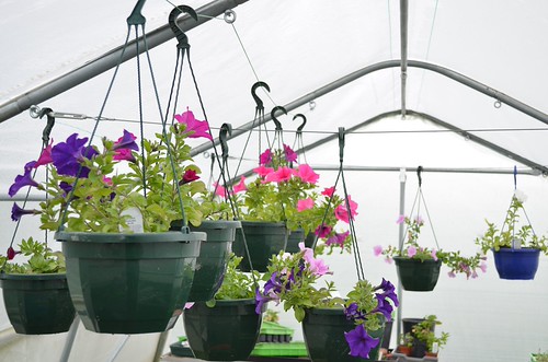 Poly Tunnel 009 | by Castle Rock High School