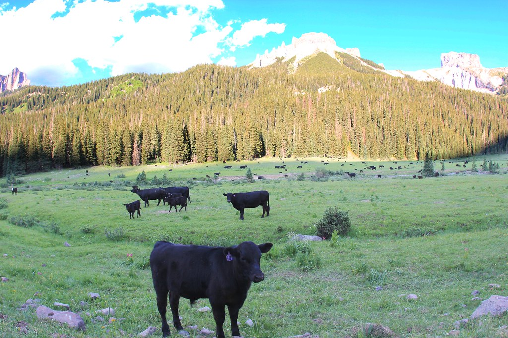 OWL CREEK PASS SNO