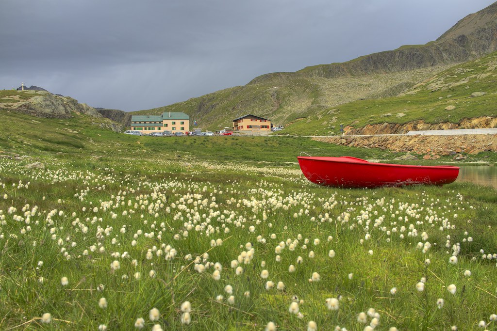 Eriophorum, and red boat