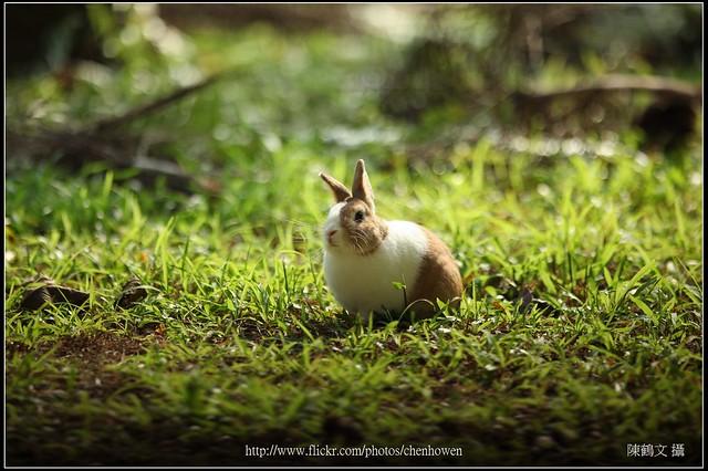 兔子-03_Leica R 180mm F2 APO