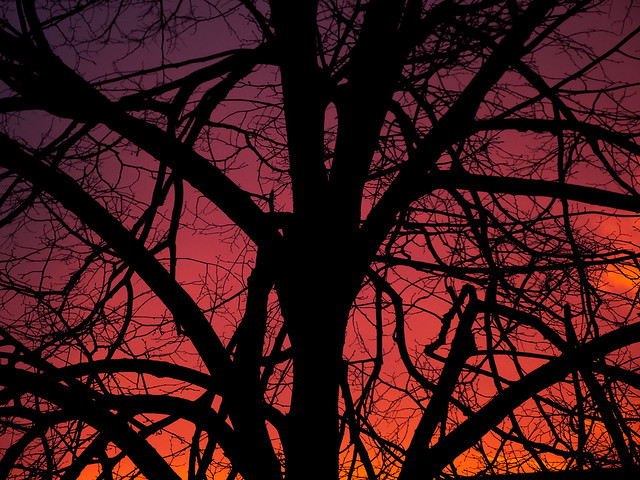 Shade tree sunset