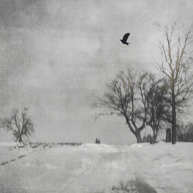 A Crow in Winter ~
