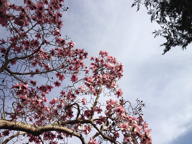 Magnolia campbellii common name Pink Tulip Tree San Francisco Botanical Garden at Strybing Arboretum