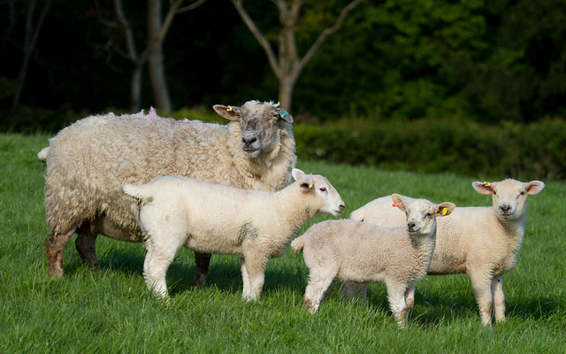 Ewe with three lambs