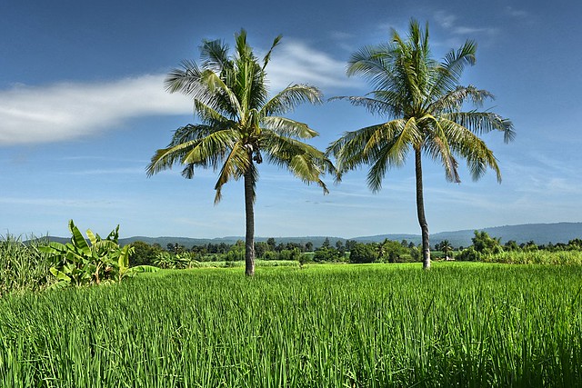 The coconut trees