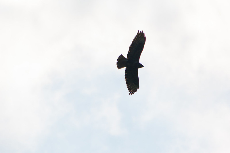 Buzzard rising on thermal, Compton Park