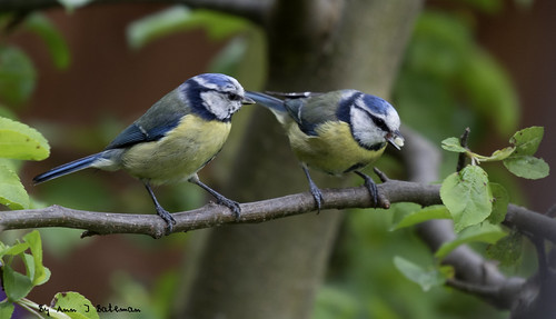 Blue Tit Pair | by annjbee "Birdie Lover"