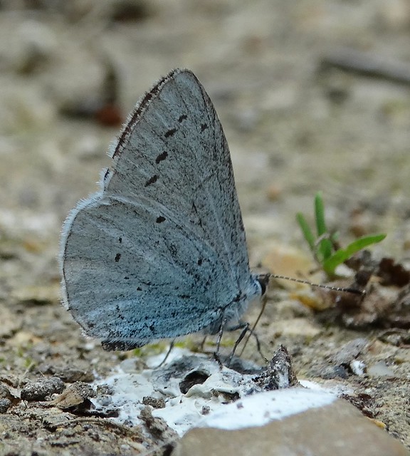 Holly Blue Butterfly 