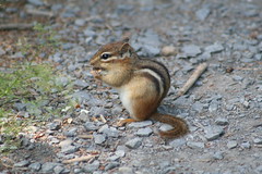 chipmunk sitting up eating a seed on a gravel path