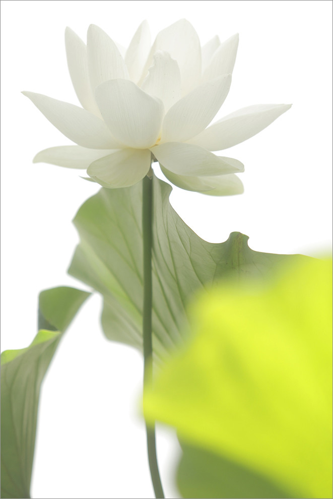 White Lotus Flower on-white
