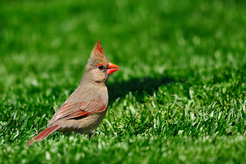 nature birds nikon cardinal wildlife sigma 500mm d90 nikonsigma 150500mm