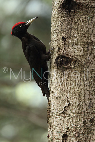 Picchio nero; Black woodpecker; Dryocopus martius | by Riccardo Cesari