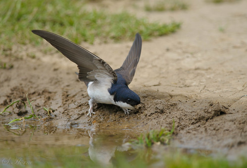 nesting time | by Simon& Judy