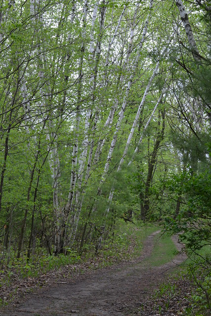 white birch grove - Willow River State Park, WI