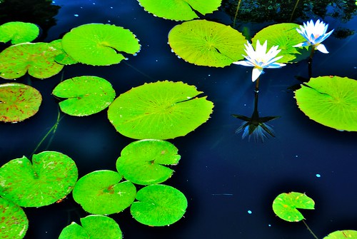 life white chicago flower reflection green water pond surreal frog lilly rays float lillypad waterlilly chicagobotanicgardens flowerreflection