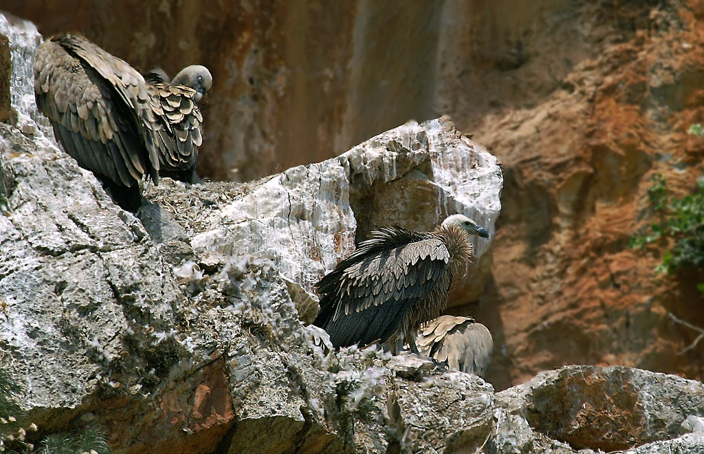 Griffon-vulture-2007_01 | Thomas Landgren | Flickr