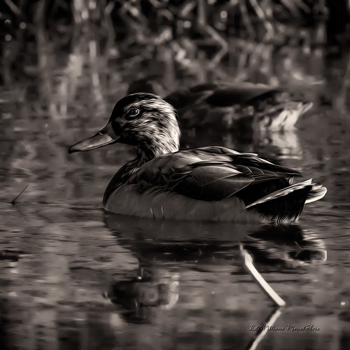 Mallard-01 | by benchdog1