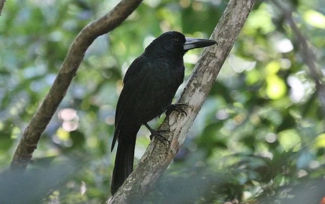 Black Butcherbird ~ Cracticus quoyi ~ Chambers Rainforest Lodges, Lake Eacham