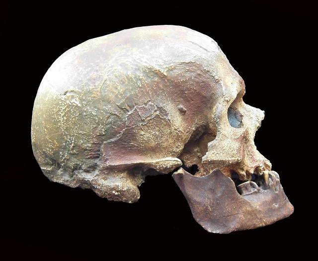 Homo sapiens - Cro-Magnon (Les Eyzies-de-Tayac, France)