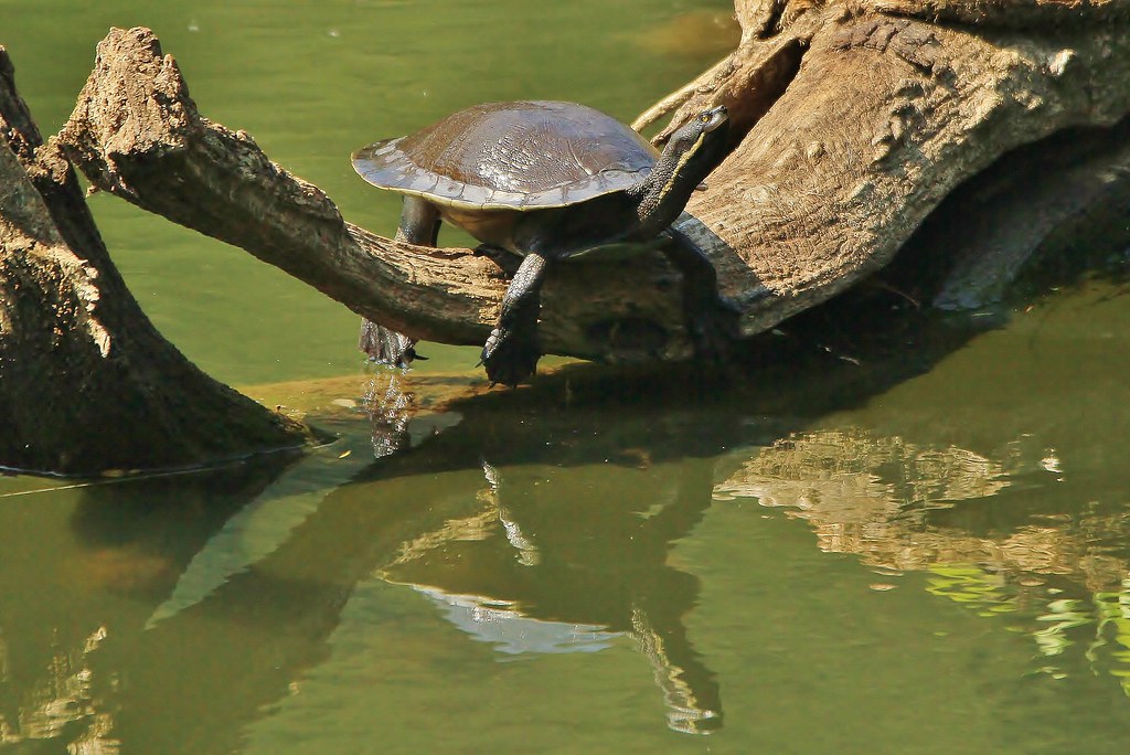 IMG_1077 | Murray River turtle (Emydura macquarii): Lane Cov… | Flickr