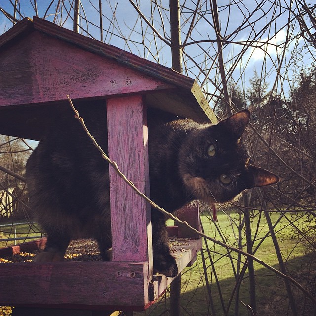 going directly to the source aka sitting in the catbird seat. #friedagram #catsofinstagram