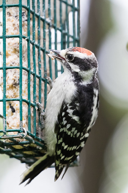 Young Downy Woodpecker