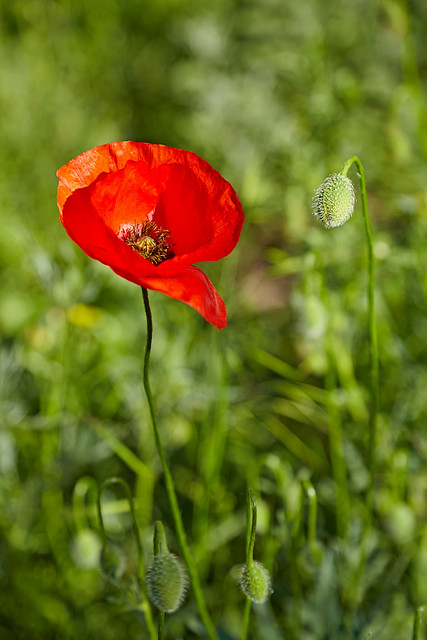 Bright red poppy in a meadow.