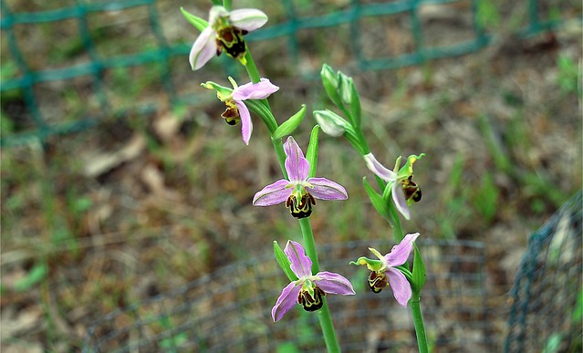 Bee Orchid (10)