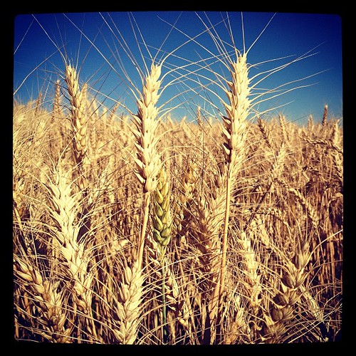 Almost time for harvest around #Pullman.