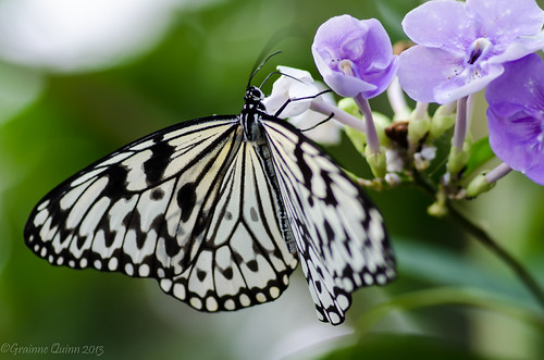 Paper butterfly | by qgrainne