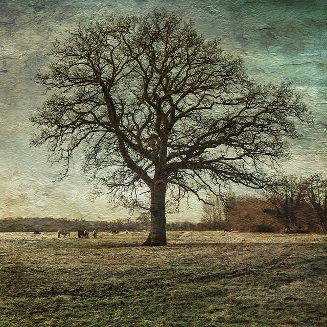 Tree in  field