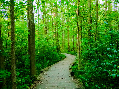 forest nature eriepennsylvania asburywoods woods boardwalk