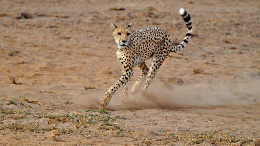 Amboseli Cheetah | Kicking the dust in its wake, this cheeta… | Flickr