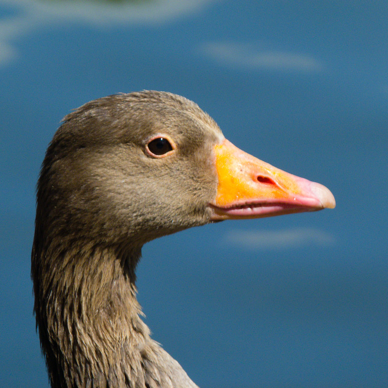 Greylag goose portrait