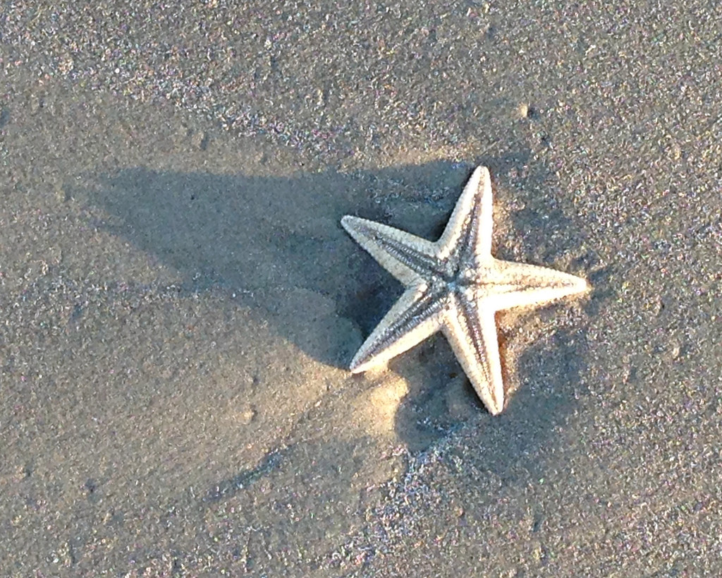 Cate Rudowsky | BellLibrary TAMUCC | Flickr