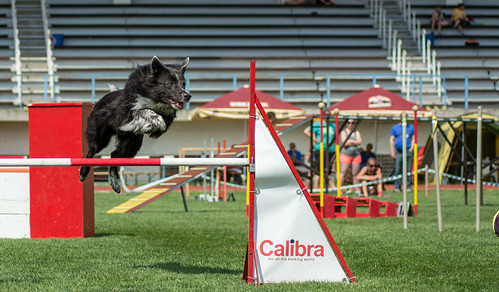 Border collie agility | by Prochazkat