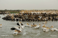 Djoudj national Park - Senegal