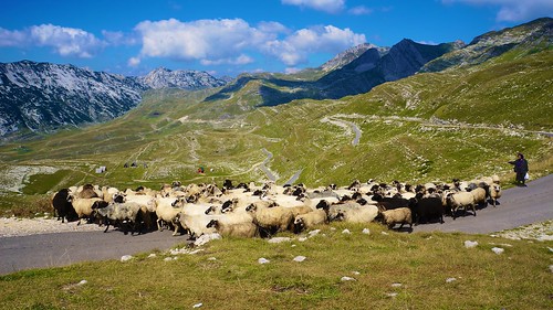 mountains sheep shepherd montenegro e1855mmf3556oss