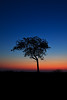 Image: Lone Tree on the Savannah