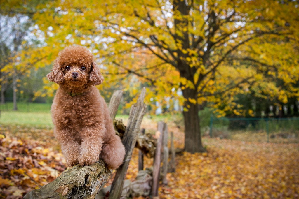 Pyper Day 43/52 Pyper. | The last fling of fall. By the next day this … | Flickr