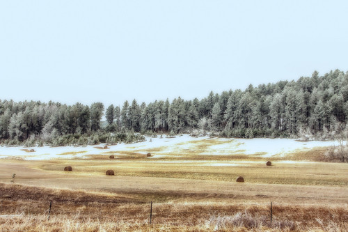 winter blackhills canon landscape october frost nemo unitedstates frosty sd haybales efs1755mmf28isusm canoneos50d adobephotoshopcs6 alienskinexposure4