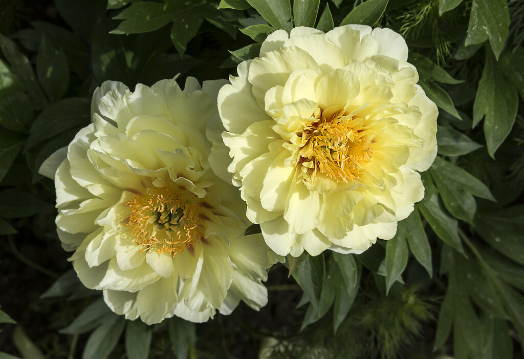 Tower Hill yellow peonies | I took a quick trip to Tower Hil… | Flickr