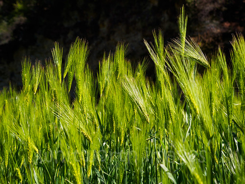 nepal green field rural trekking trek asia wheat grain cereal nobody nopeople crop heads agriculture annapurna himalayas acap manang chame indiansubcontinent annapurnacircuittrek annapurnaconservationarea annapurnaround