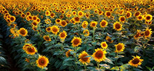 summer sunflowers sunflower arkansas canondslr mulberry arkansasriver canon60d machineryhdr